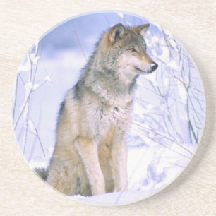 Timberwolf sitzt im Schnee, Canis lupus, Untersetzer