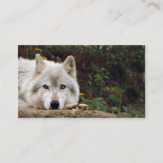 Timberwolf-Starren Visitenkarte