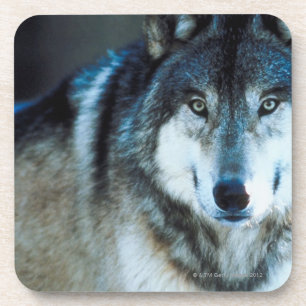 Timberwolf Untersetzer