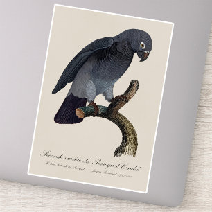 Timneh-Graupapagei, Psittacus Timneh Aufkleber