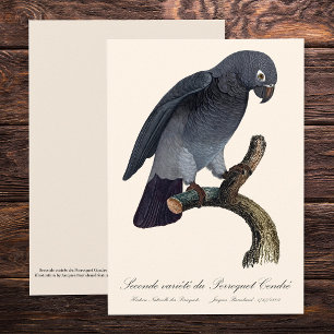 Timneh-Graupapagei, Psittacus Timneh Dankeskarte