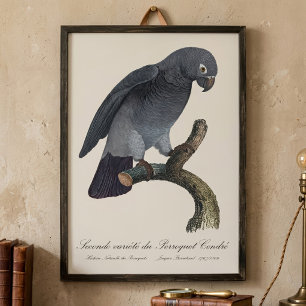 Timneh-Graupapagei, Psittacus Timneh Fotodruck