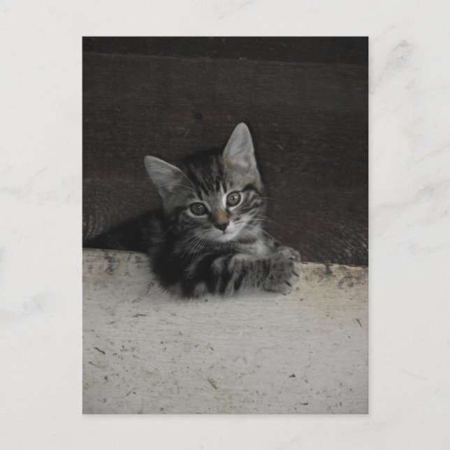 Tinker Kitten Postkarte (Vorderseite)