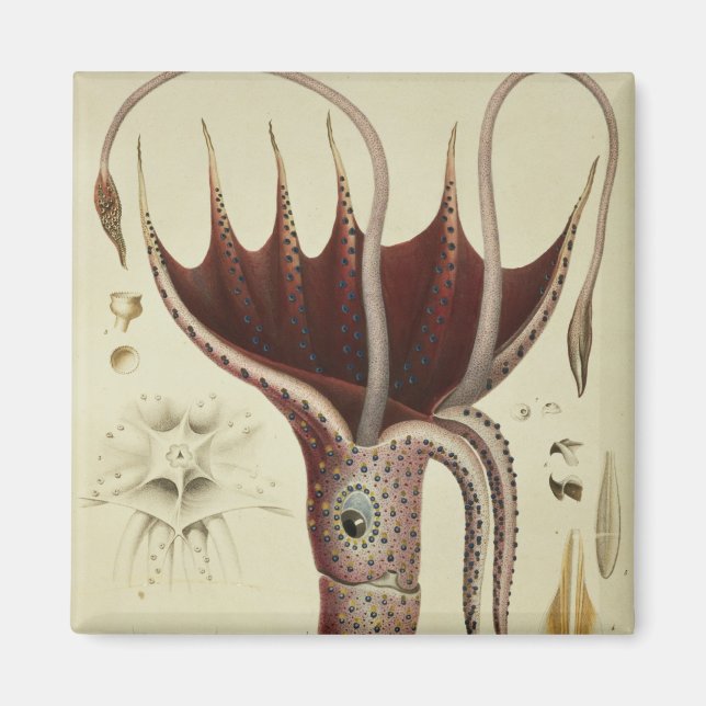 Tintenfisch, Absatz 2 von "Histoire Naturelle Magnet (Vorne)