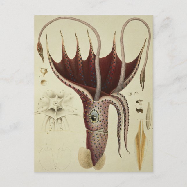 Tintenfisch, Absatz 2 von "Histoire Naturelle Postkarte (Vorderseite)
