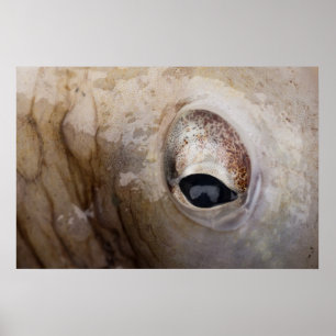 Tintenfisch Auge Poster