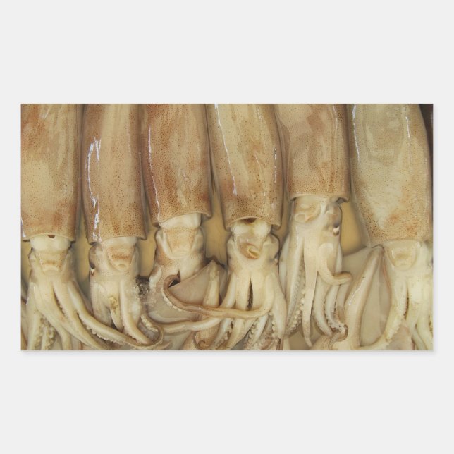 Tintenfisch - Calamari Rechteckiger Aufkleber (Vorderseite)