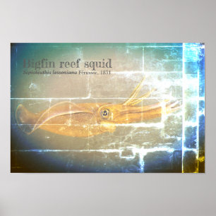 Tintenfisch des Bigfin-Riffs, Sepioteuthis lekonia Poster