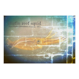 Tintenfisch des Bigfin-Riffs, Sepioteuthis lekonia Poster