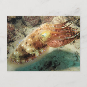 Tintenfisch, Great Barrier Reef, Cairns, Australie Postkarte