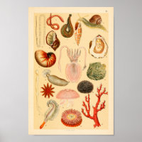 Tintenfisch Jellyfish Sea Life Collection