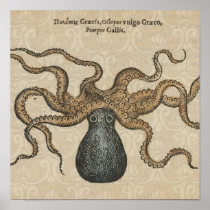 Tintenfisch Kraken Vintage-Illustration Poster