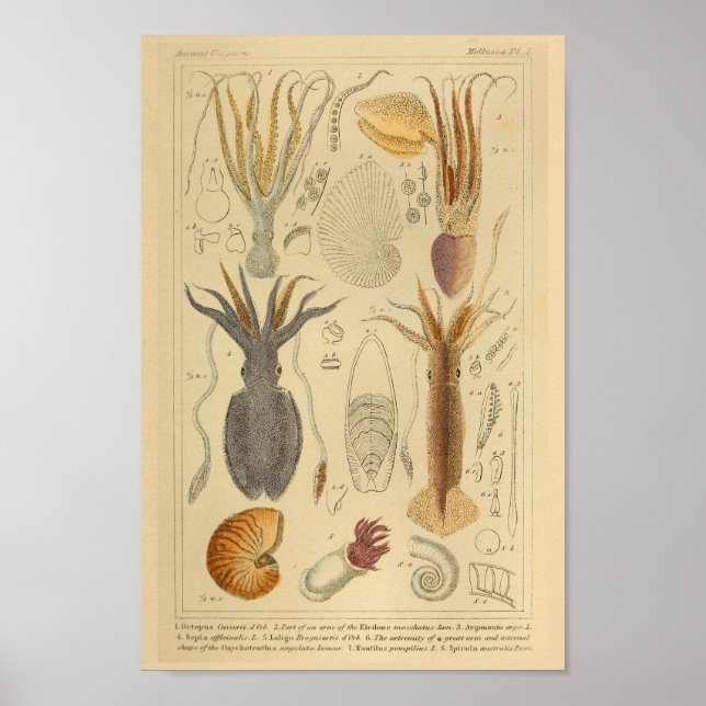 Tintenfisch Octopus Cephalopod Sea Kreaturen Art D Poster (Vorne)