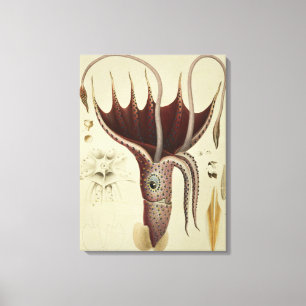 Tintenfisch, Pl.2 von 'Histoire Naturelle Leinwanddruck