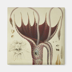 Tintenfisch, Pl.2 von 'Histoire Naturelle Magnet