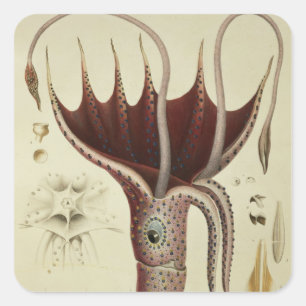 Tintenfisch, Pl.2 von 'Histoire Naturelle Quadratischer Aufkleber