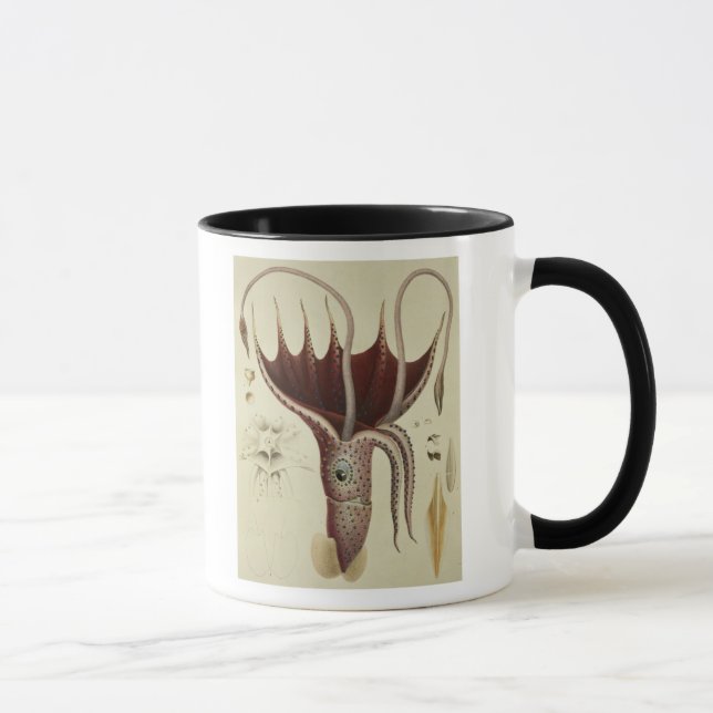 Tintenfisch, Pl.2 von 'Histoire Naturelle Tasse (Rechts)
