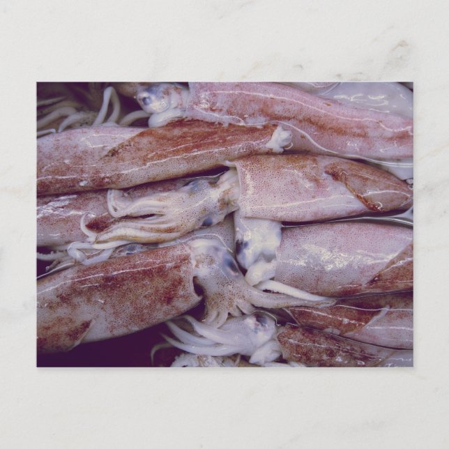 Tintenfisch Postkarte (Vorderseite)