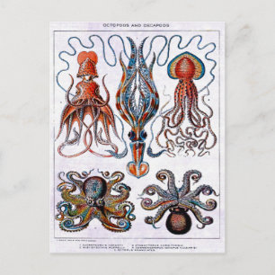 Tintenfisch-Schulwandbild-Postkarte Postkarte