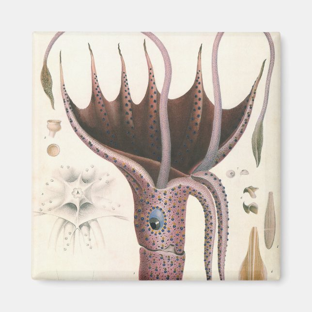 Tintenfisch, Vintage Meerestiere Magnet (Vorne)