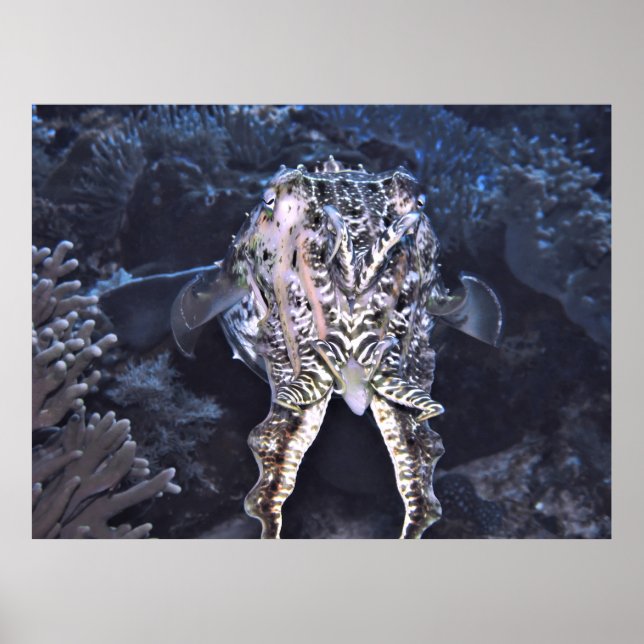 Tintenfische Tentacles Poster (Vorne)