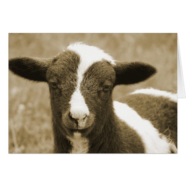 Tiny (Vorderseite (Horizontal))