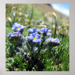 Tiny Alpine Tundra Blume Poster