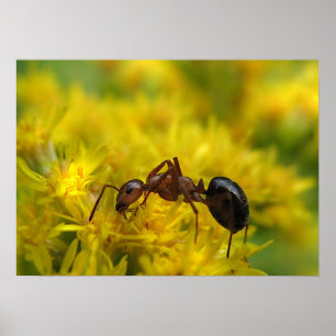 Tiny Ant auf Goldenrod Poster