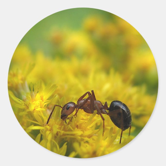Tiny Ant auf Goldenrod Runder Aufkleber (Vorderseite)
