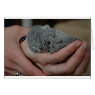 Tiny Baby Blue Kitten