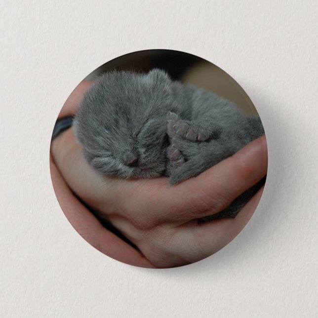 Tiny Baby Blue Kitten Button (Vorderseite)