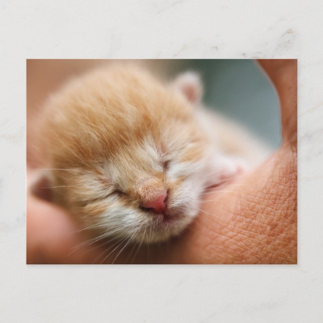Tiny Baby Kitten Postkarte (Vorderseite)