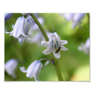 Tiny Bee auf Bluebell Blume 10x8 Natur Fotodruck