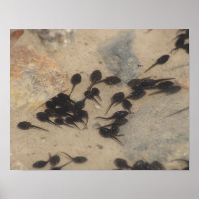 Tiny Black Toad Tadpoles Nature Poster (Vorne)