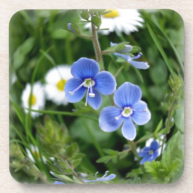 tiny blue flowers getränkeuntersetzer (Vorderseite)