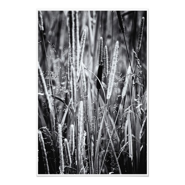Tiny Bull Rush Marsh Grasses Black and White Fotodruck (Vorne)