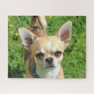 Tiny Chihuahua Puppy Dog