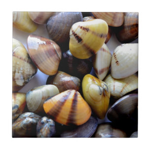 Tiny Colorful Clam Muscheln Fliese