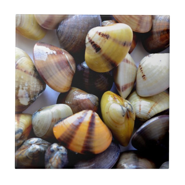 Tiny Colorful Clam Muscheln Fliese (Vorderseite)