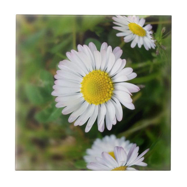 Tiny Daisies Fliese (Vorderseite)