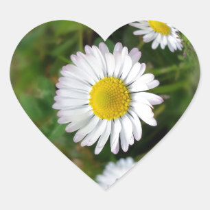 Tiny Daisies Herz-Aufkleber