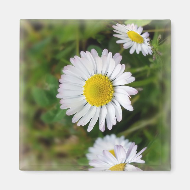 Tiny Daisies Magnet (Vorne)