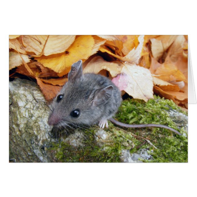 Tiny Field Mouse #2 (Vorderseite (Horizontal))