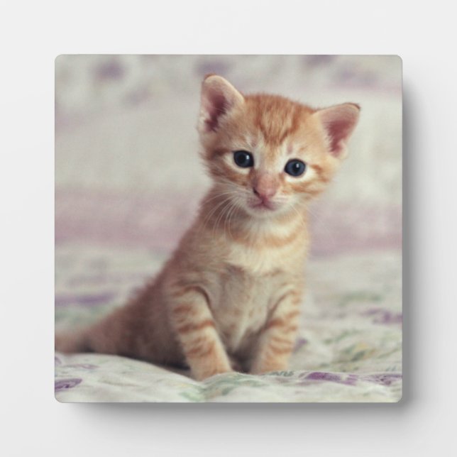 Tiny Ginger Kitten Fotoplatte (Vorderseite)