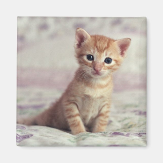 Tiny Ginger Kitten Magnet (Vorne)