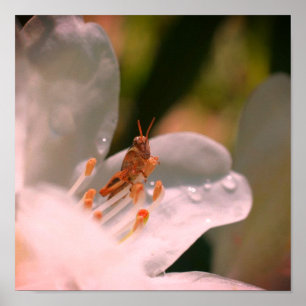 Tiny Grasshopper auf der Blume der weißen Azalea Poster