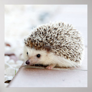 Tiny Igel Poster