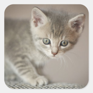 Tiny Kitten Quadratischer Aufkleber