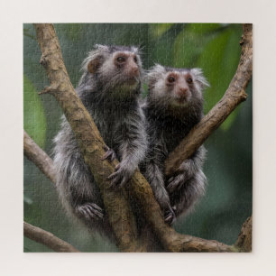 Tiny Marmoset Titans unter den Zweigen,