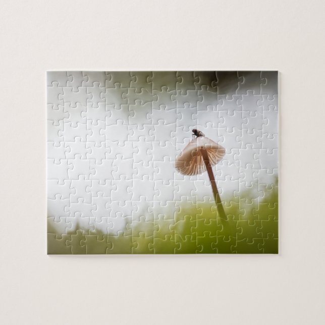 Tiny Mushroom Nature Foto (Horizontal)